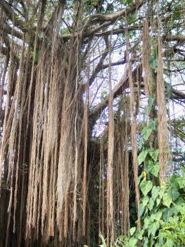 barbados named barded fig tree by Pedro a Campos