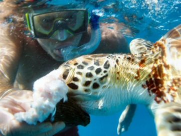 scuba snokeling with turtles