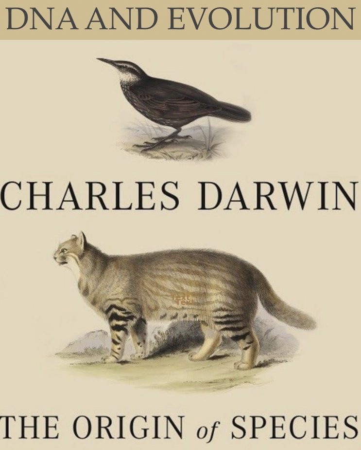 DNA and evolution