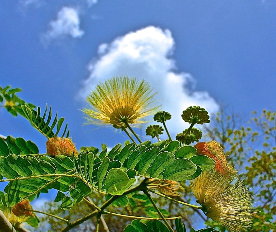 Rogues guide to Barbados nature- Delightful flora and fauna