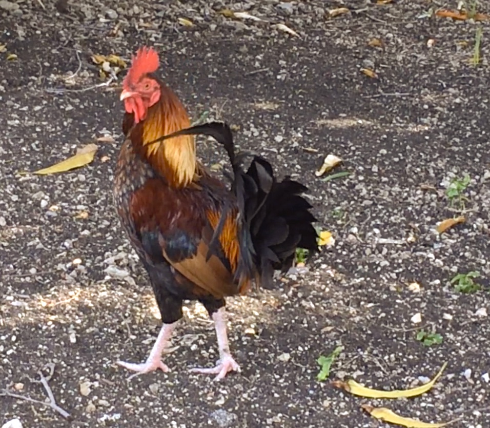 the yardfowl
